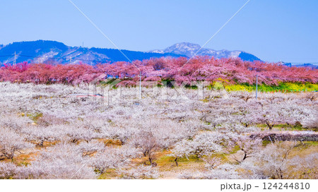 河津桜と白梅林と残雪の榛名山 124244810