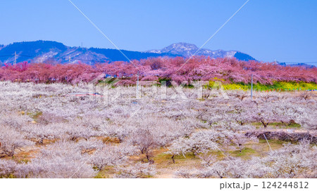 河津桜と白梅と榛名山 124244812