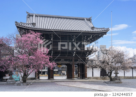 京都　興正寺　満開の白梅と紅梅に包まれた三門 124244857