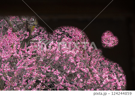 京都 興正寺 ハート型越しの満開の梅 京都 興正寺 ハート型越しの満開の梅 124244859