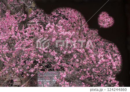 京都 興正寺 ハート型越しの満開の梅 京都 興正寺 ハート型越しの満開の梅 124244860