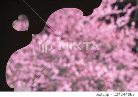 京都　興正寺　ハート型越しの満開の梅 124244865