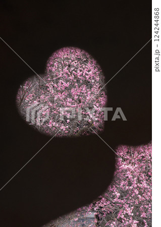 京都　興正寺　ハート型越しの満開の梅 124244868