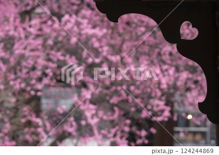 京都　興正寺　ハート型越しの満開の梅 124244869