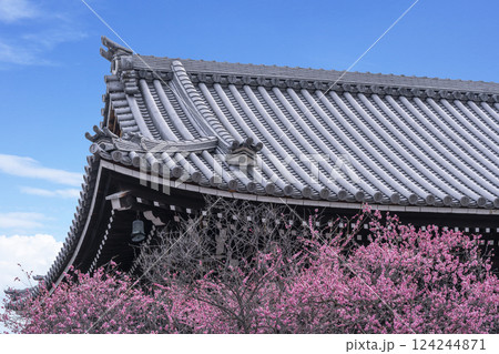 京都 興正寺 満開の梅と三門 京都 興正寺 満開の梅と三門 124244871