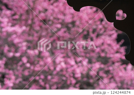 京都 興正寺 ハート型越しの満開の梅 京都 興正寺 ハート型越しの満開の梅 124244874