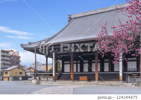 京都 興正寺 満開の紅梅と御影堂 京都 興正寺 満開の紅梅と御影堂 124244875