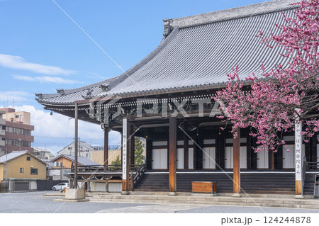 京都　興正寺　満開の紅梅と御影堂 124244878