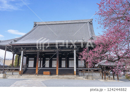 京都 興正寺 満開の紅梅と御影堂 京都 興正寺 満開の紅梅と御影堂 124244882