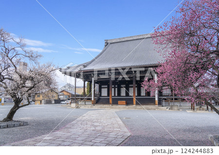 京都 興正寺 満開の白梅と紅梅に包まれた御影堂 京都 興正寺 満開の白梅と紅梅に包まれた御影堂 124244883