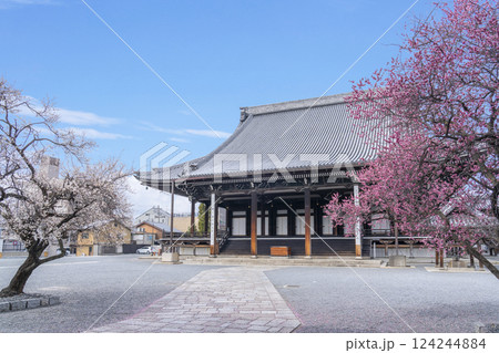 京都 興正寺 満開の白梅と紅梅に包まれた御影堂 京都 興正寺 満開の白梅と紅梅に包まれた御影堂 124244884