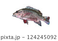 熱帯系の赤い魚、マングローブジャック（ゴマフエダイ）をイラスト風加工し白背景に 124245092