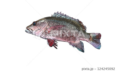 熱帯系の赤い魚、マングローブジャック（ゴマフエダイ）をイラスト風加工し白背景に 124245092