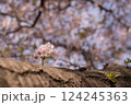 桜の木の幹から咲く一輪の花 124245363