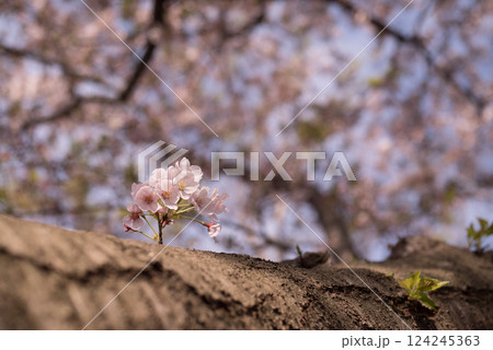 桜の木の幹から咲く一輪の花 124245363