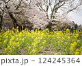 菜の花と満開の桜が咲く春の風景 124245364