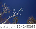真冬の青空に伸びる白銀の枯木 124245365