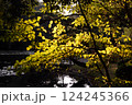 夕暮れに染まる木漏れ日と静かな池 124245366