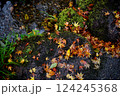 秋の落葉と苔むす岩と水辺 124245368