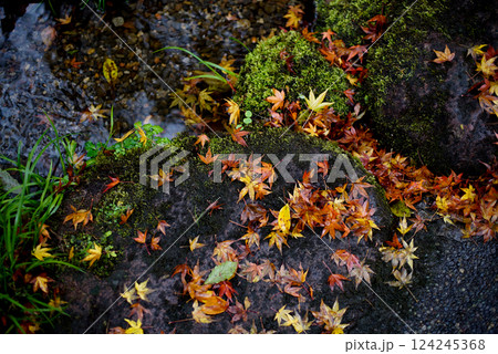 秋の落葉と苔むす岩と水辺 124245368