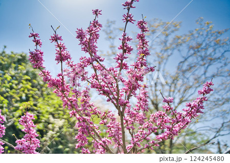 春の陽射しに輝く満開の花 124245480