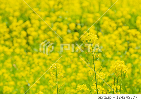 菜の花 124245577
