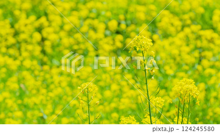 菜の花 菜の花 124245580