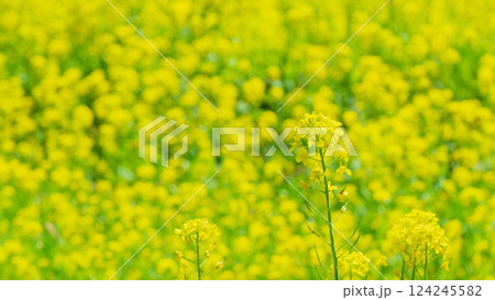 菜の花 124245582