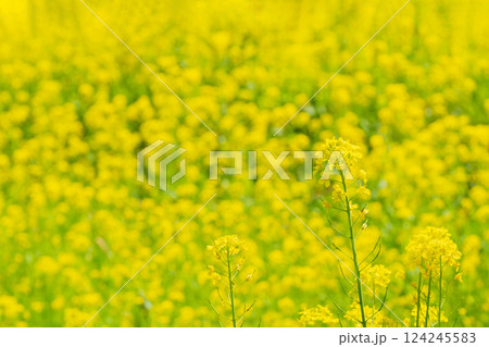 菜の花 124245583