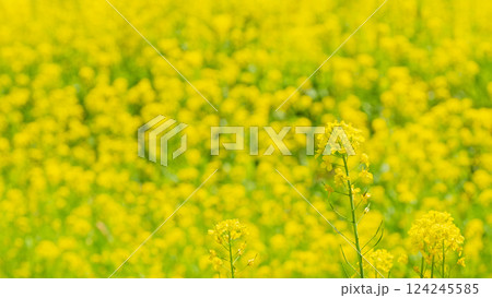 菜の花 菜の花 124245585