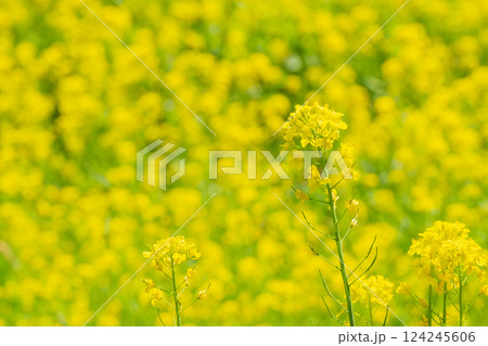 菜の花 124245606