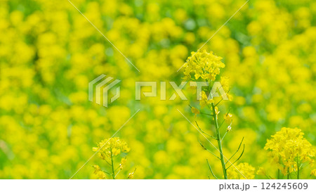 菜の花 124245609
