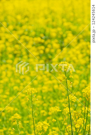 菜の花 124245614