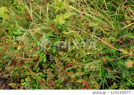 Wild raspberry in high altitude forest 124245677