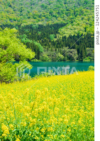 春の北竜湖 124245751