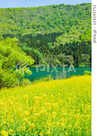 春の北竜湖 124245752