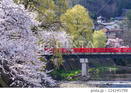 210409中橋桜g009 124245799