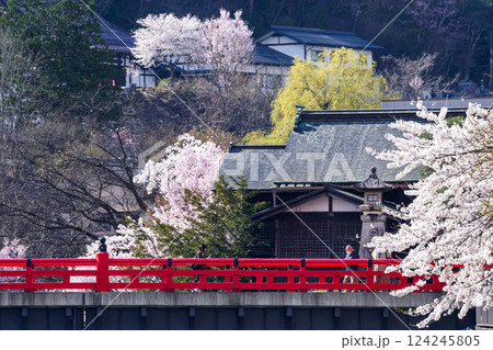 210409中橋桜g031 124245805