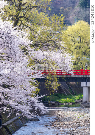 210409中橋桜g048 124245810