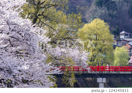 210409中橋桜g049 124245811