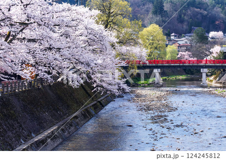 210409中橋桜g051 124245812