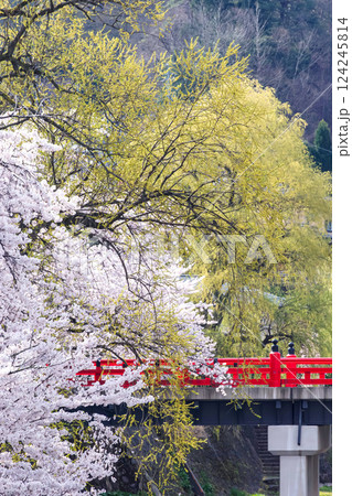 210409中橋桜g054 124245814