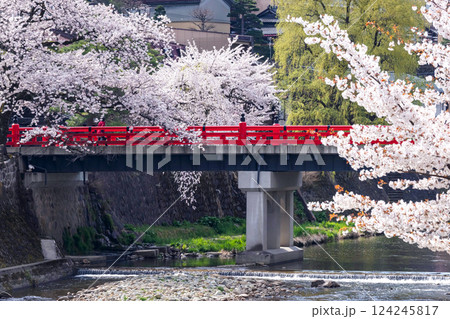 210409中橋桜g076 124245817