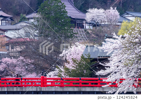 210409中橋桜g104 210409中橋桜g104 124245824