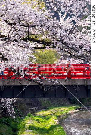 210409中橋桜g128 124245830