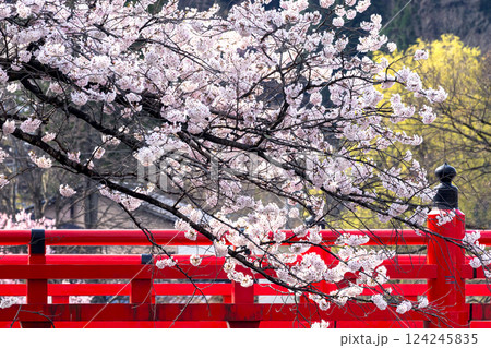 210409中橋桜g145 124245835