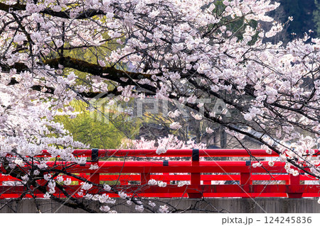 210409中橋桜g148 210409中橋桜g148 124245836