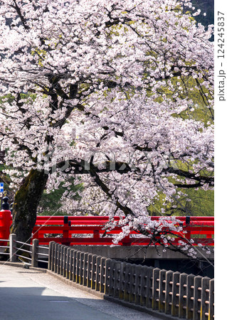210409中橋桜g155 124245837