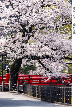 210409中橋桜g187 210409中橋桜g187 124245839