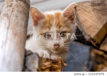 気まぐれ子ねこ~名前はくう~ 気まぐれ子ねこ~名前はくう~ 124245976